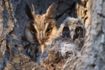 Asio-otus;Long-eared-Owl;Nest;Nesting;Nesting-Bird;Owl;aerie;chick;chicks;nurtur